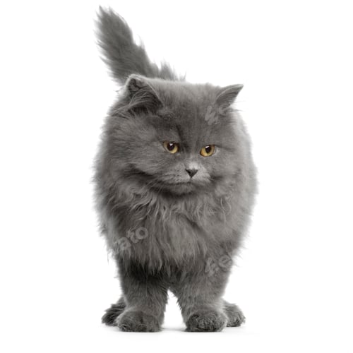 Preview: persian
