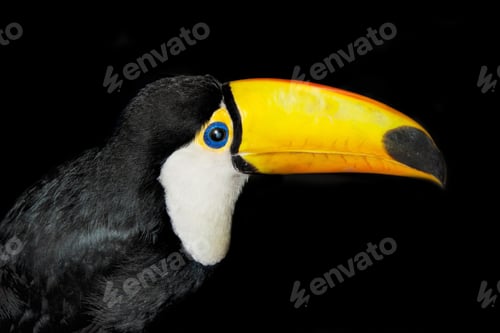Preview: toucan, bird, colours, tropics
