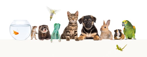 Preview: Group of pets leaning together on a empty web banner to place text