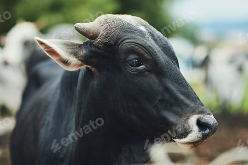 Preview: Beautiful bovine