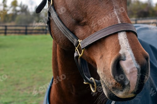 Preview: Closeup of brown horse leather bridle outdoors