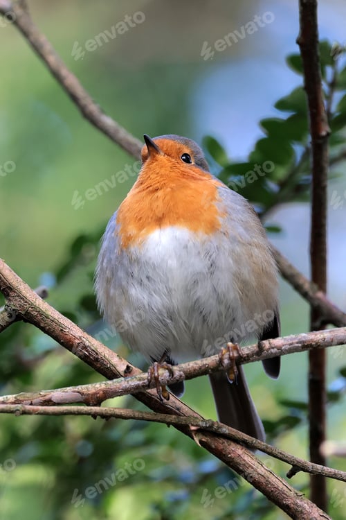 Preview: European robin (Erithacus rubecula) bird on a branch close up