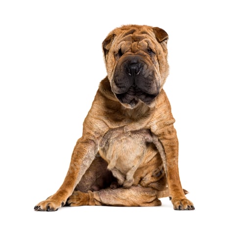 Preview: Sitting Brown Shar-pei dog, isolated on white