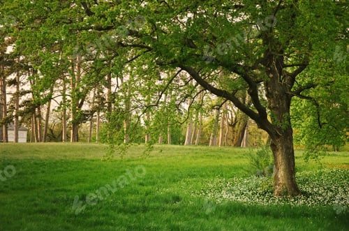 Preview: Sunlight in the green forest springtime
