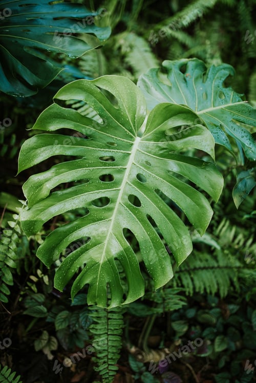 Preview: Monstera plant