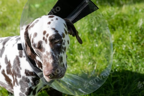 Preview: dalmatian dog wearing Elizabethan plastic cone medical collar around neck for anti-bite wound