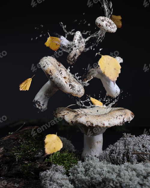 Preview: white flying forest mushrooms
