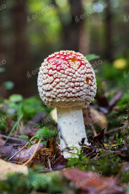 Preview: Amanita muscaria red mushroom with white dots on its cap grows near the trunk of a tree in the fall