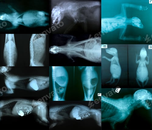Preview: x ray picture of animal skeleton