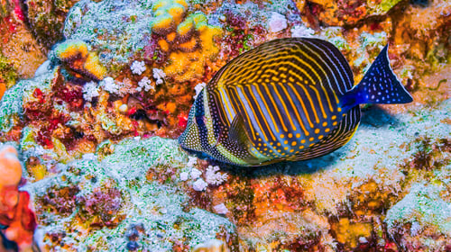 Preview: Coral Reef Fish, Red Sea