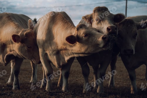 Preview: White Cows