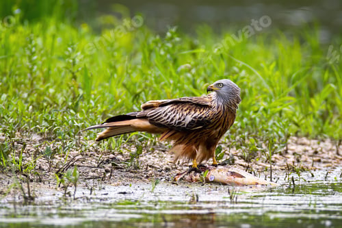 Preview: Red kite sitting on dead fish and feeding on riverbank in summer