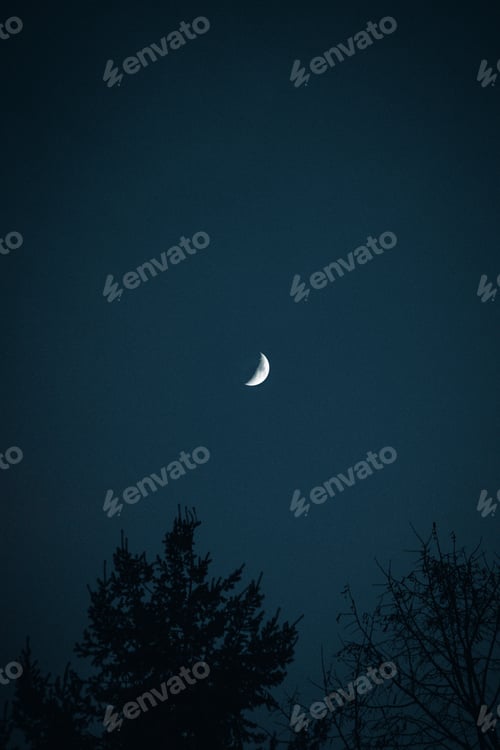 Preview: Vertical low angle shot of trees under the moon in the night sky