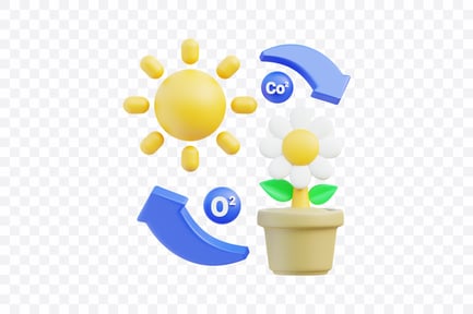Preview: Photosynthesis Process Diagram