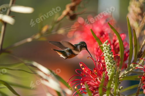 Preview: Amethyst Woodstar Hummingbird flying close to the red flowers in nature