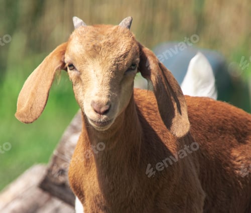 Preview: Young goat looking directly at the camera as it stands in a rustic setting of logs