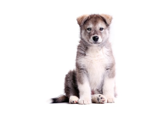Preview: Adorable Puppy Sitting and Looking at Camera
