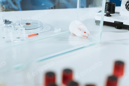 Preview: selective focus of white mouse in glass box near ampules, syringe and petri dish