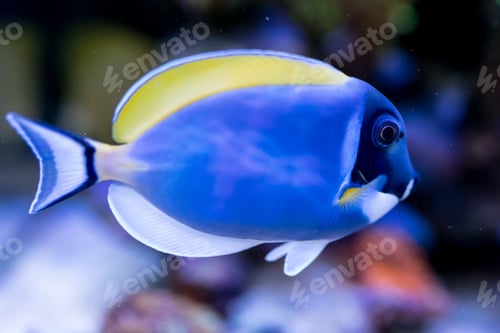 Vista previa: Acanthurus leucosternon in Home Coral reef aquarium. Selective focus.