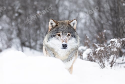 Preview: Majestic Wolf in Snowy Scandinavian Wilderness