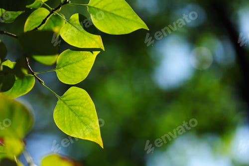 Preview: Green leaves