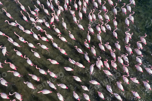 Preview: Flamingos