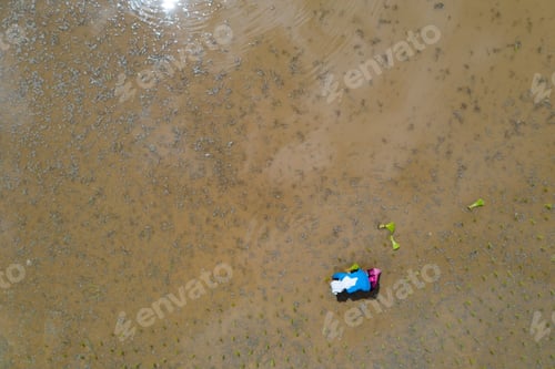 Preview: Thai farmers sowing rice - aerial view.
