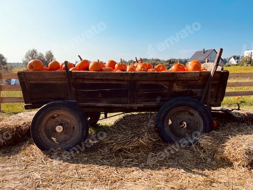 Preview: Pumpkin farm