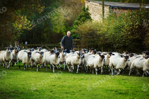 Preview: Sheep farmer on a meadow with a large flock of sheep.