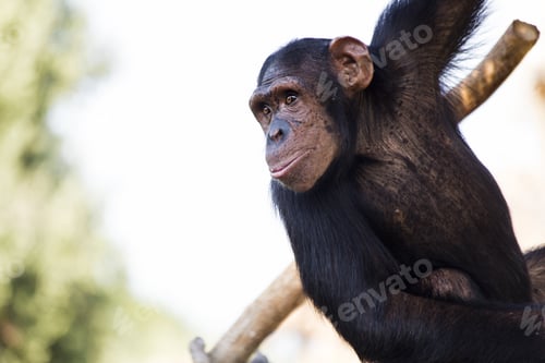 Preview: Selective focus shot of a Chimpanzee