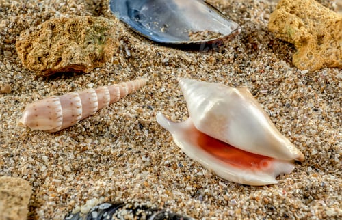 Preview: Strombidae Seashell on the sand