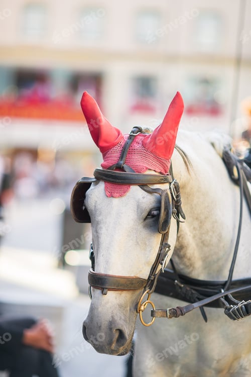 Preview: Traditional horse coach Fiaker in Vienna Austria