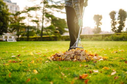 Preview: Removal of leaves in autumn garden. Rake, pile of fallen leaves on lawn in autumn park. Volunteering
