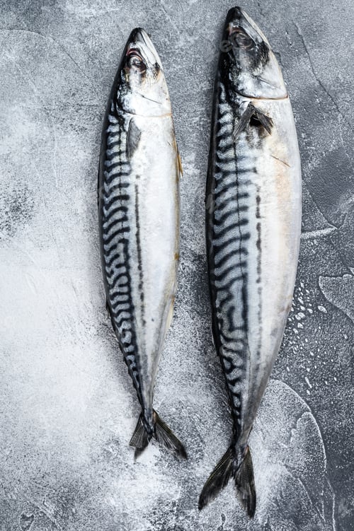 Preview: Raw mackerel fish. Fresh seafood. Gray background. Top view