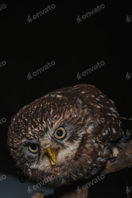 Preview: brown cute wild owl on wooden branch isolated on black