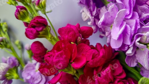 Preview: Bouquet of delicate lilac pink and red matthiola flowers on a light background.