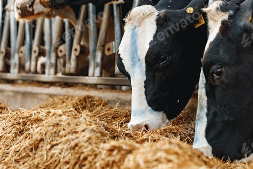 Preview: Cows standing in a stall and eating hay