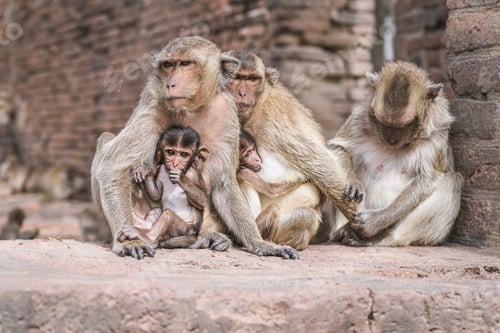 Preview: Two baby monkey suckling milk from his mother & one mother looking for her baby on the floor