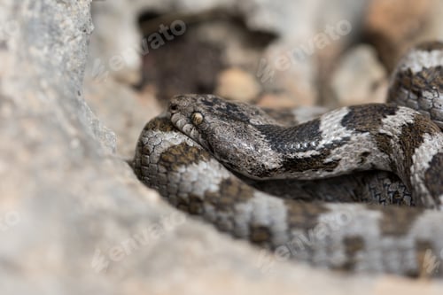 Preview: A detail shot of European Cat snake (Telescopus fallax) or Soosan Snake, on the island of Malta.