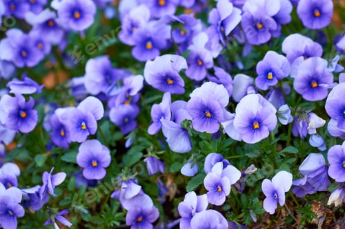 Preview: Pansies