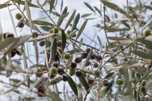 Preview: Olives hang on branches, as background a blue sky.
