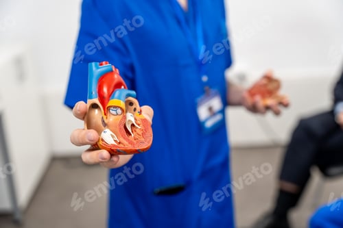 Preview: Medical professional holding human heart anatomy model