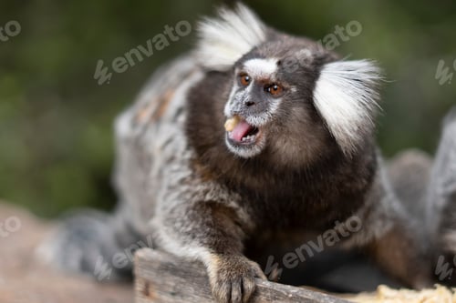 Preview: Monkey portrait