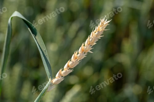 Preview: Signs of root rot disease on wheat
