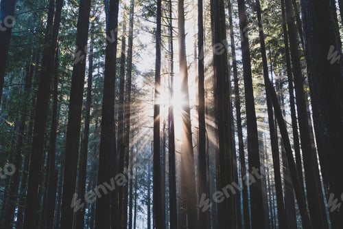 Preview: Sunlight shining through lush, temperate rainforest