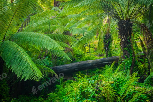Preview: Lush Forest