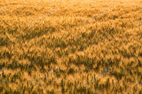 Preview: Field of ripe wheat