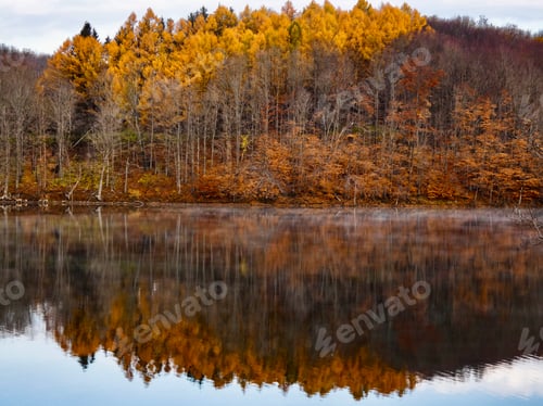 Preview: Patch of larch trees