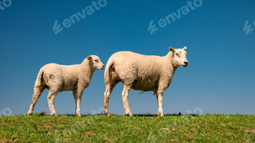 Preview: Lambs and Sheep on the dutch dike by the lake IJsselmeer,Spring views , Netherlands Sheeps in a