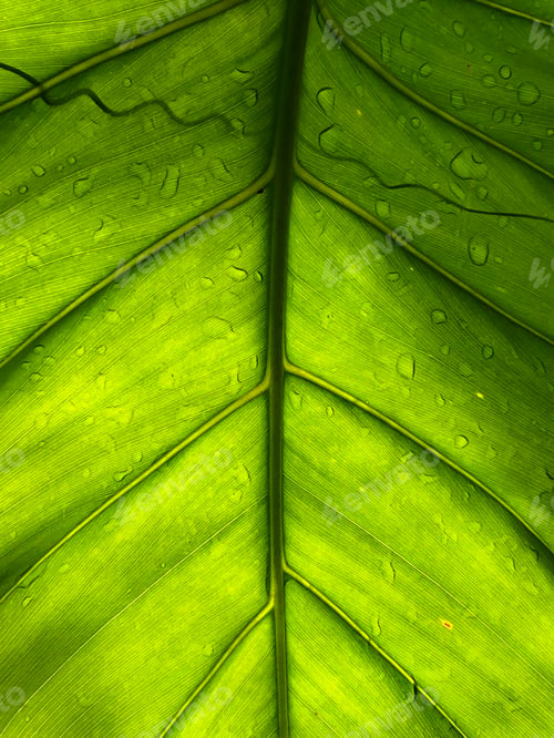 Preview: Green leaf background